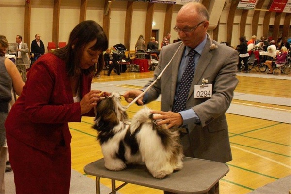Shih Tzu Danmark